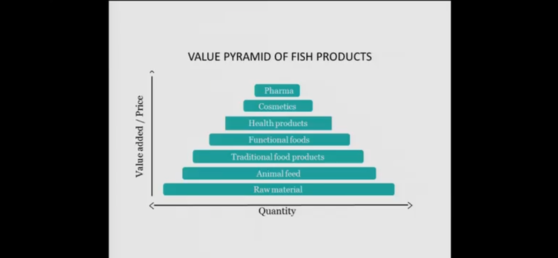 The Circular Economy of the Ocean: How Turning Fish Skin Into Leather Reduces Waste